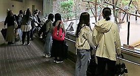 コアラ